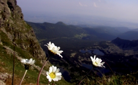 Kwiaty w Tatrach